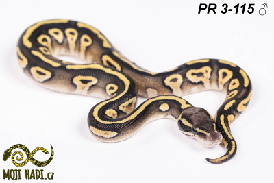 hadi na prodej, mládě, český chov hadů, odchov hadů, mojihadi.cz, Python regius, ballpython, krajta královská, Mojave Pastel, het Hypo